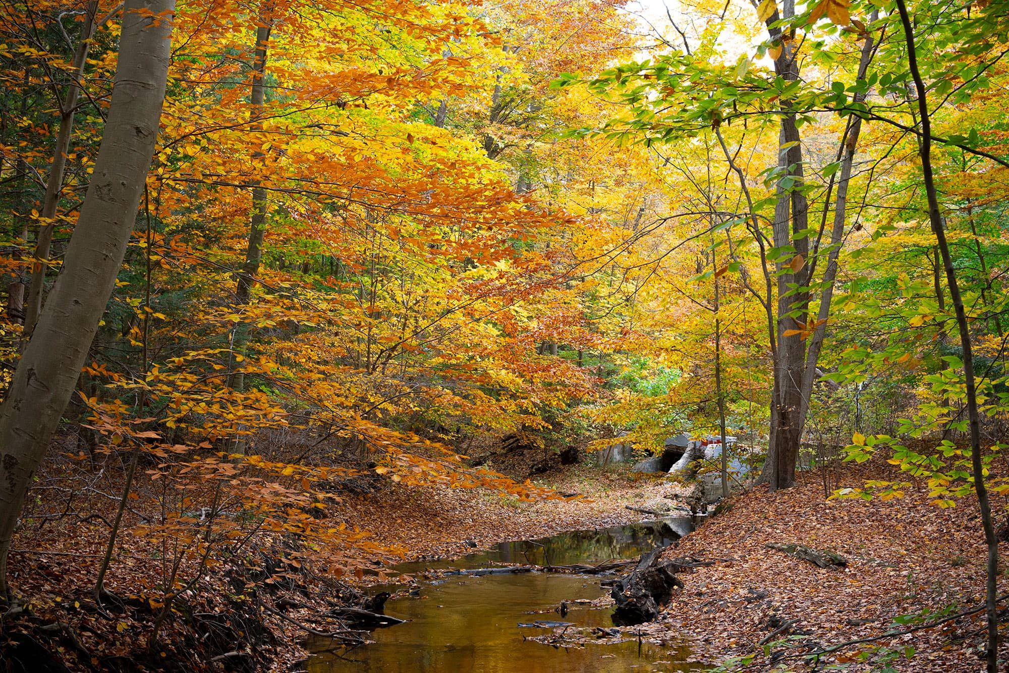 An image of a forest brook with peak fall color